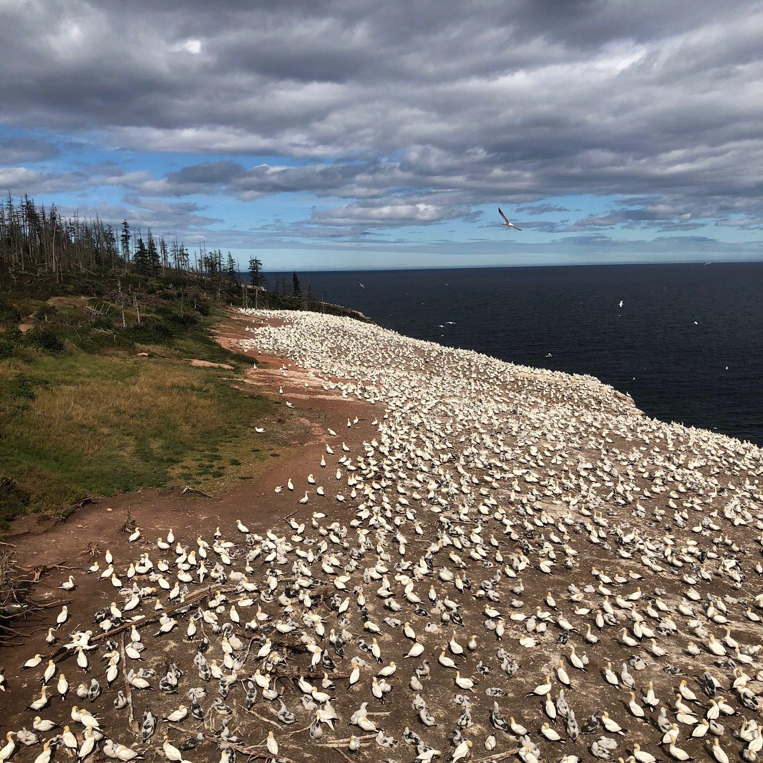 So many gannets! And sooo stinky.