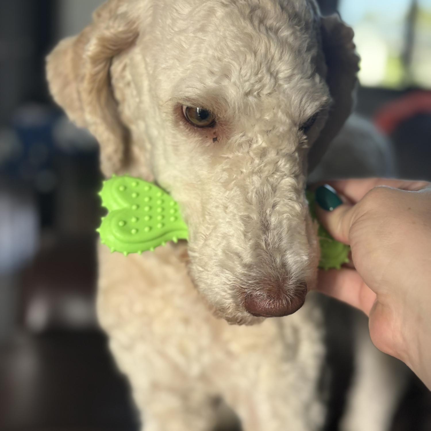 Our newest addition to the family is our one year old golden doodle Maverick.