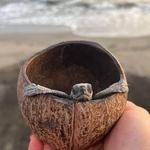Visit Tortuguero Camp & Turtle Release