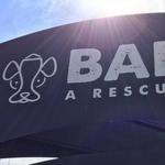 Bark, A Rescue Pub