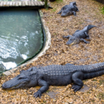 St. Augustine Alligator Farm