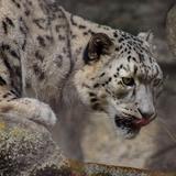 John Ball Zoo