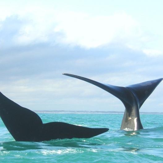 Whale and Dolphin Watching