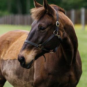 Sponsor a Bridges Pony