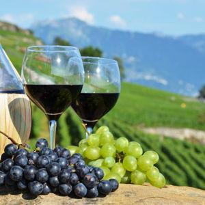 Wine tour in Tuscany