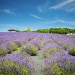 Sunset Ridge Lavender Farm