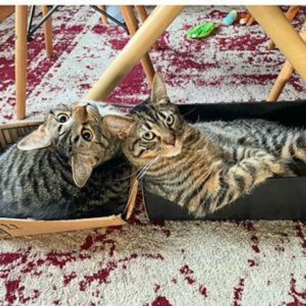 Honeymoon Cat Sitter 😻
