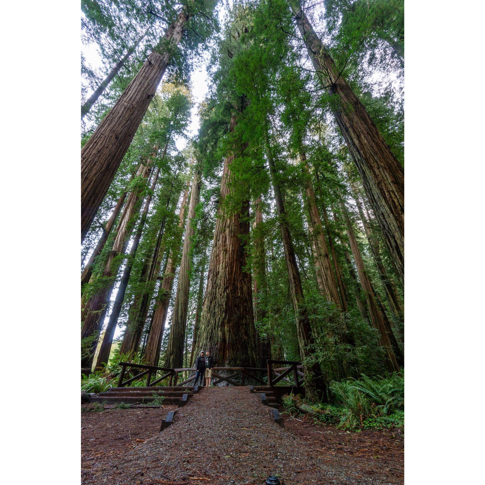Stout Grove in Redwoods National and State Parks.
03/06/2021