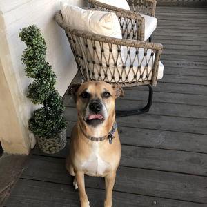 Leroy’s Dog Fund
