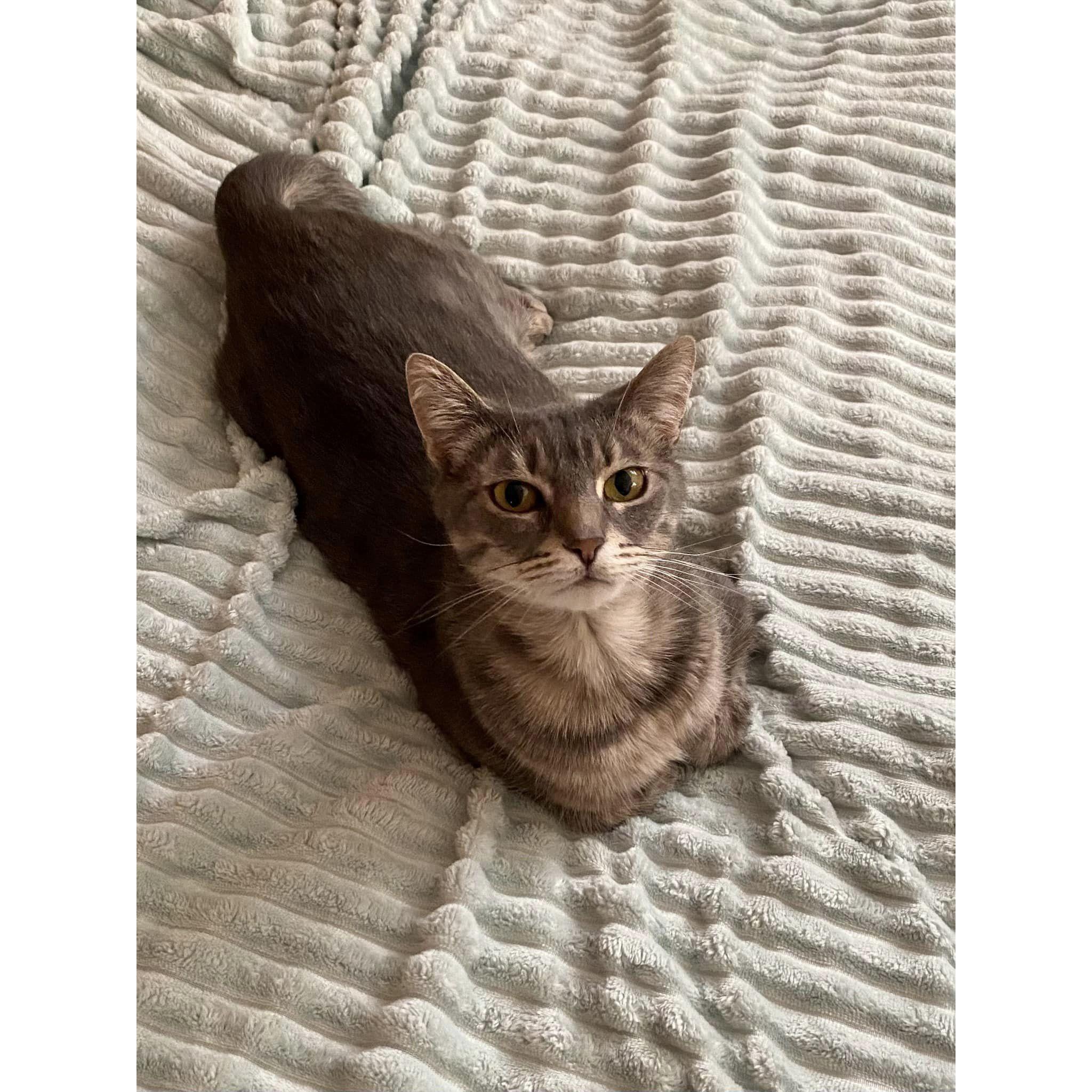 Our second child, Zelda, Zuzu, Zeezee, Zee