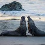 Elephant Seal Vista Point