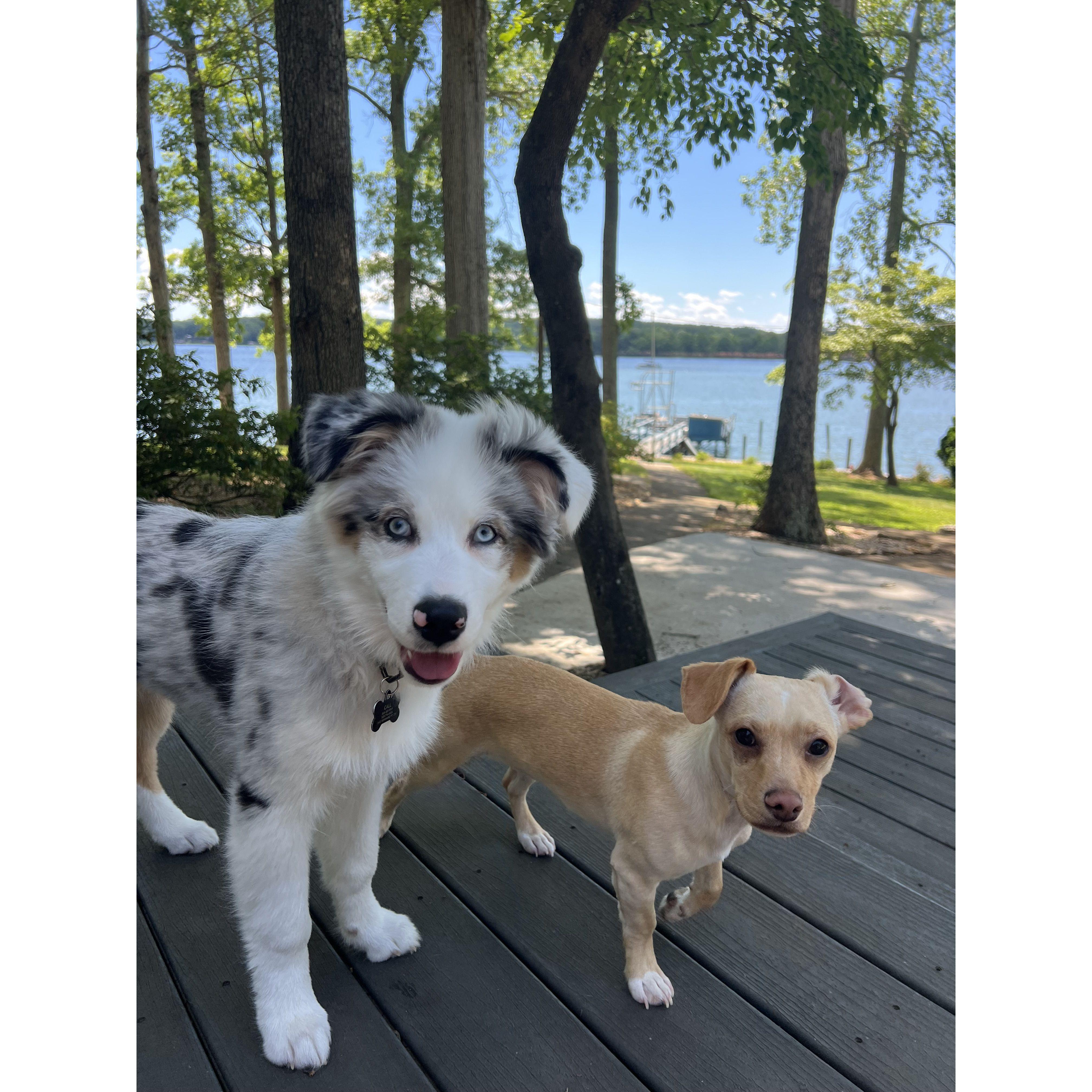 Our Babies Docks and Levi !