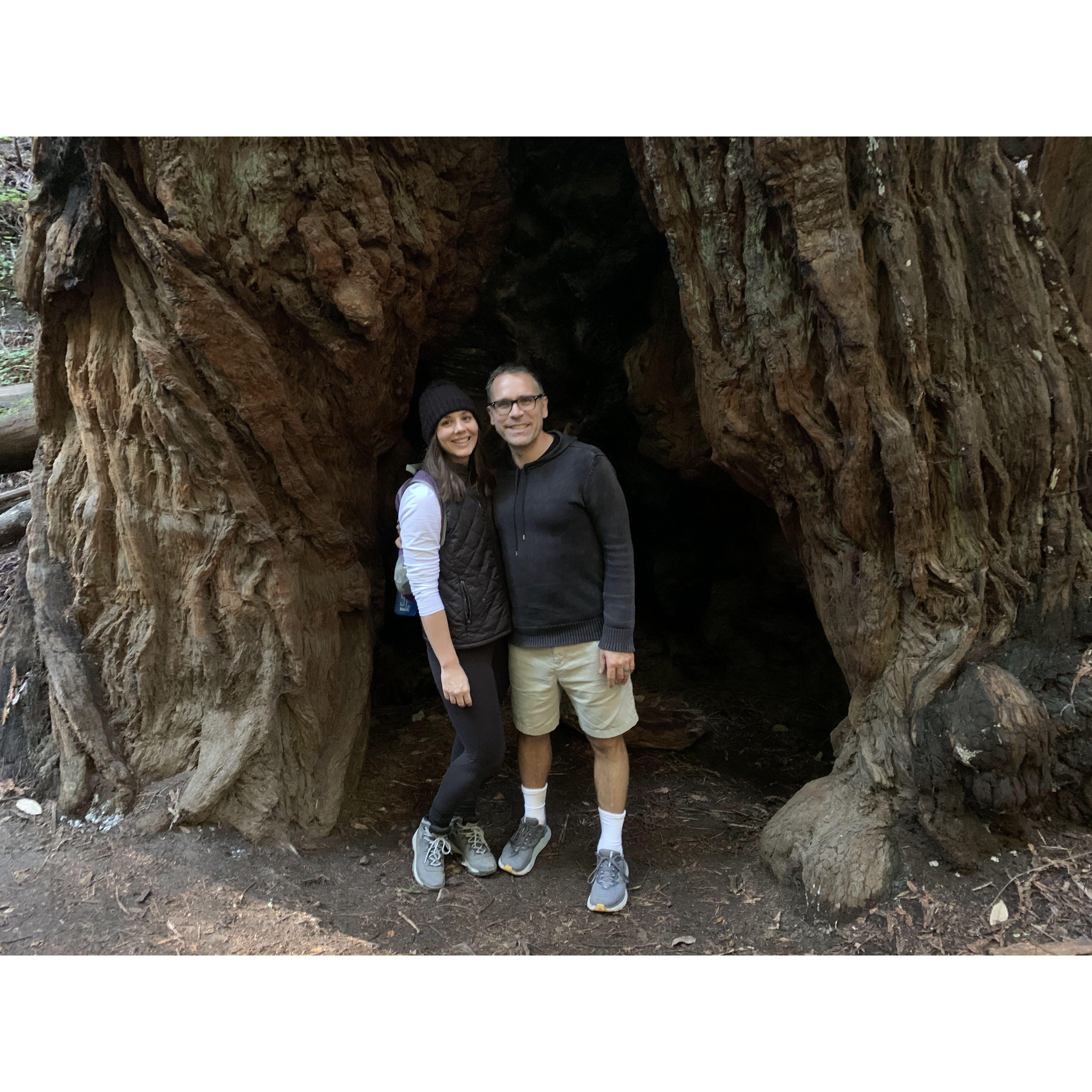 Hiking in the Redwoods