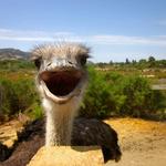Ostrichland USA