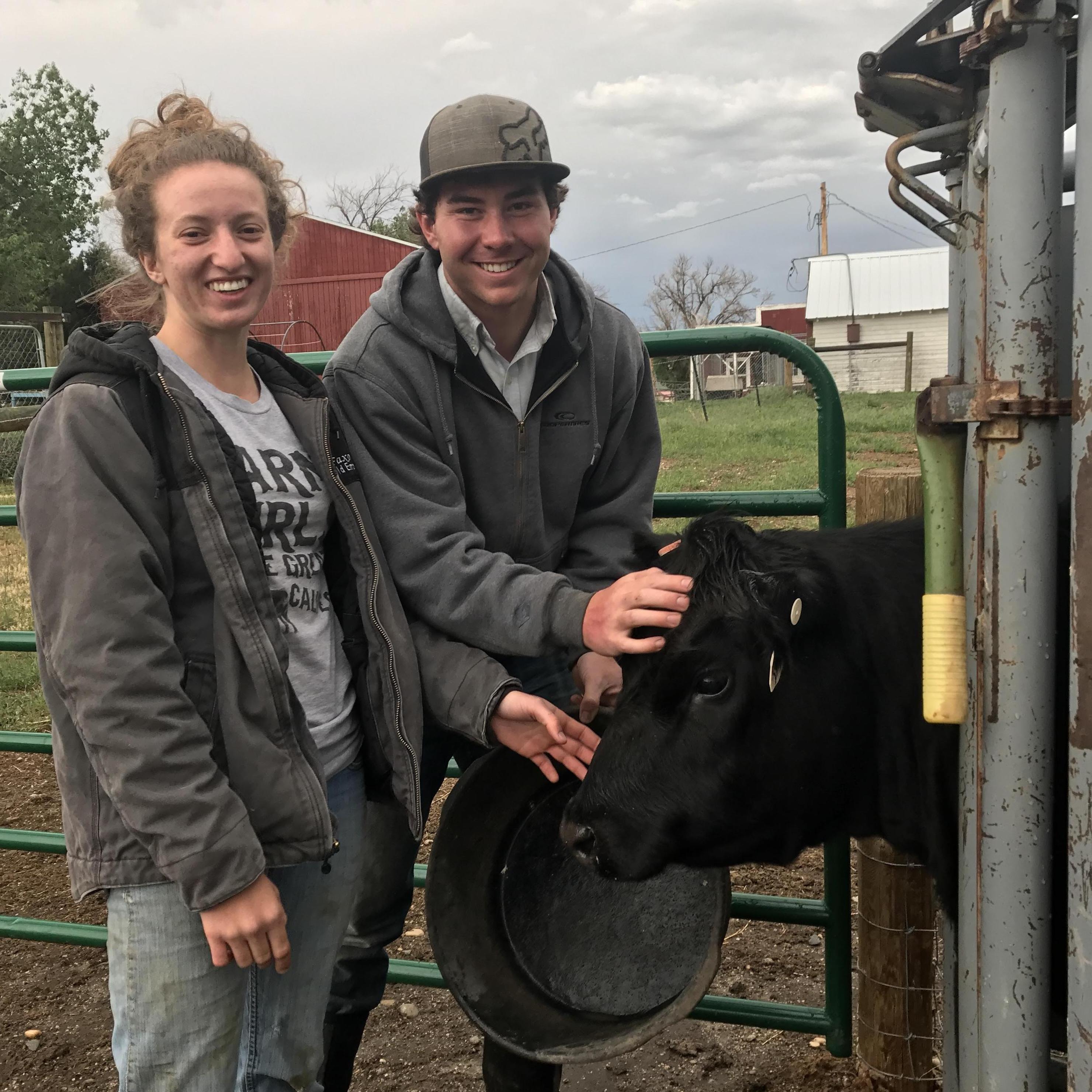 The first weekend Sam visited Abbi's Casper home, she put him to work tagging cows