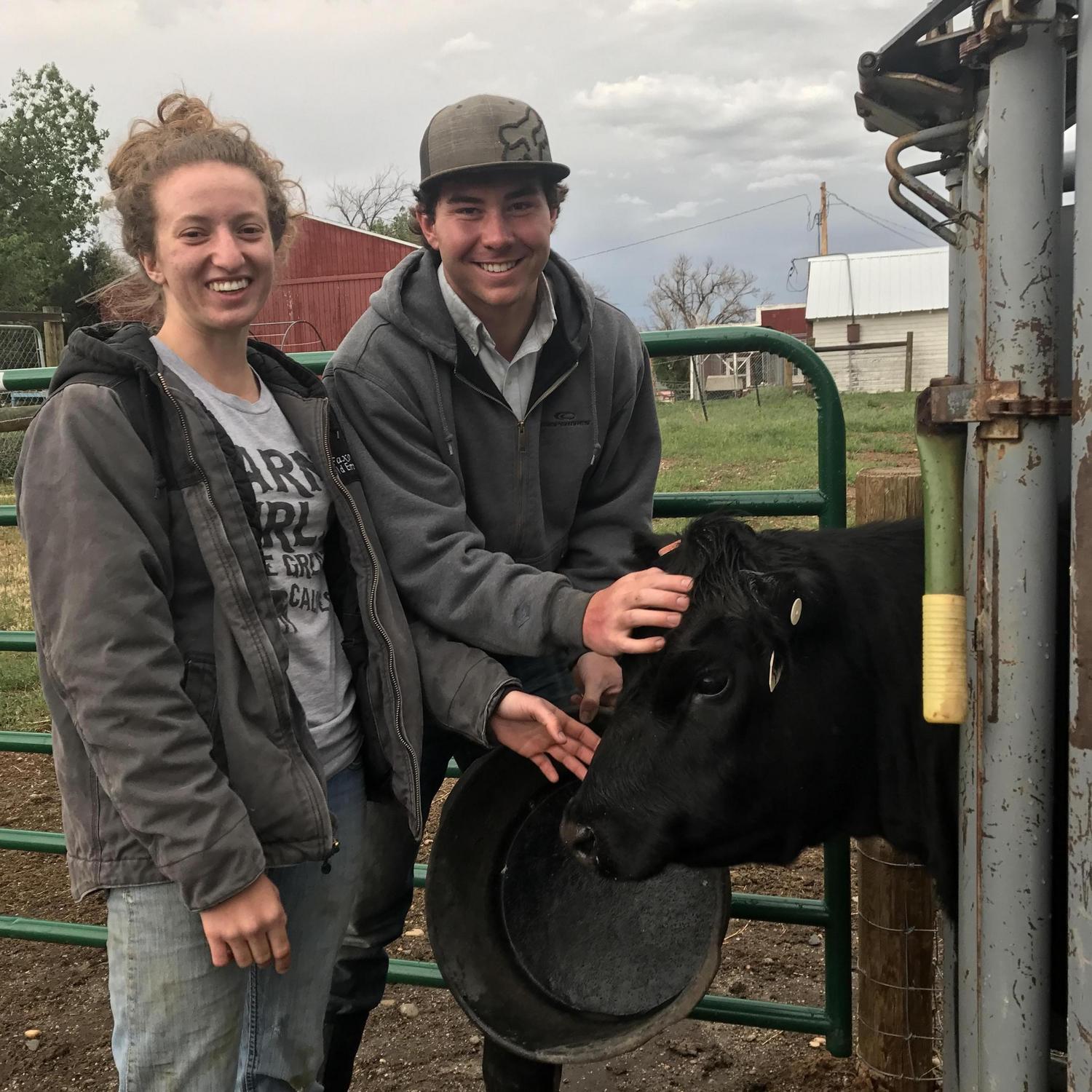 The first weekend Sam visited Abbi's Casper home, she put him to work tagging cows