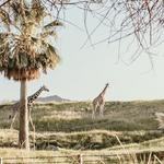 The Living Desert Zoo and Gardens