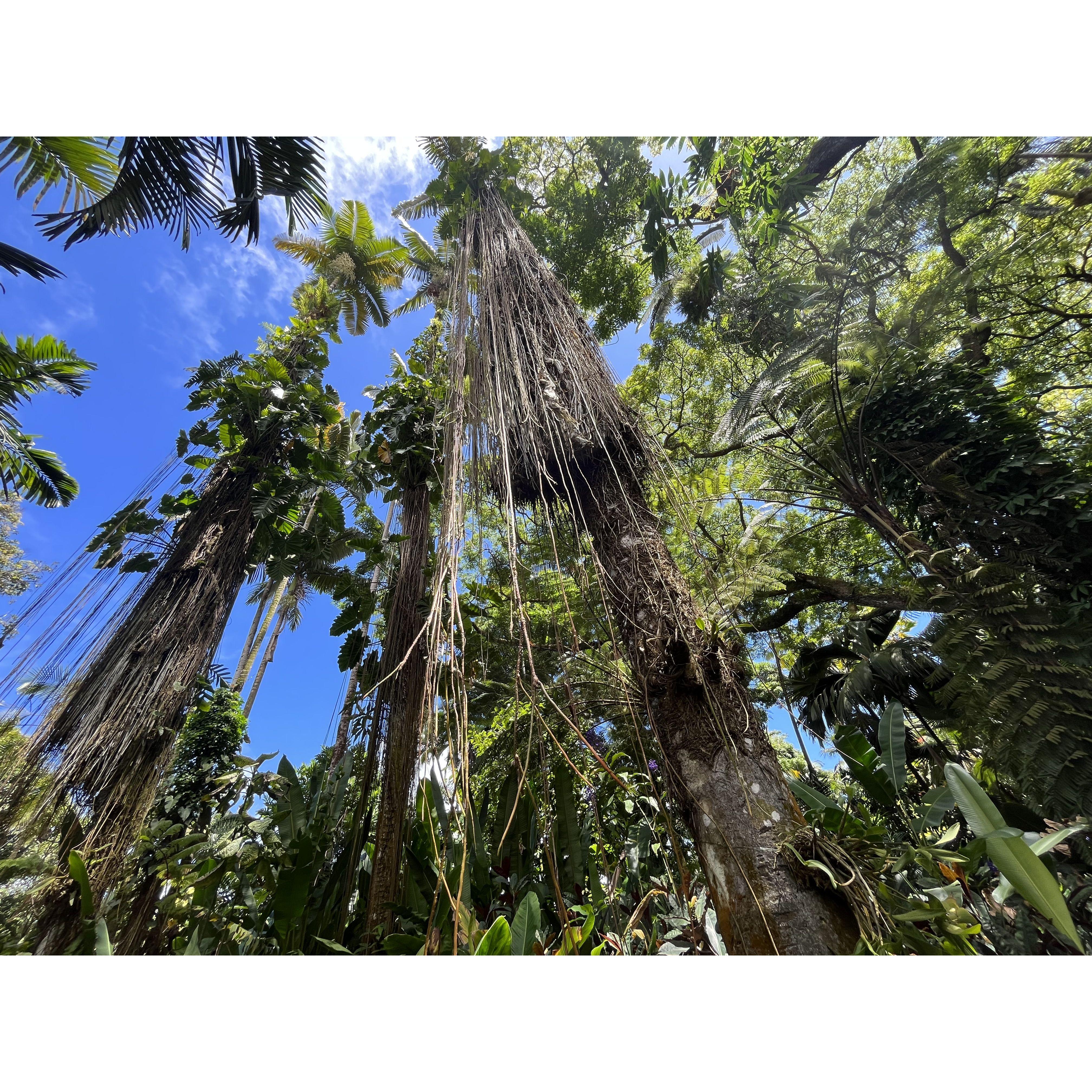 Astounding scenery in the Hawaiian rainforest.