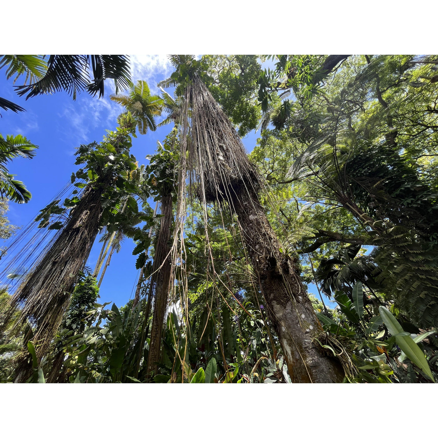 Astounding scenery in the Hawaiian rainforest.
