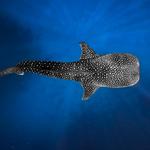 Swim With Whale Sharks!