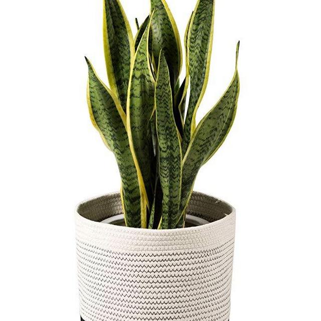 Woven Cotton Rope Plant Basket