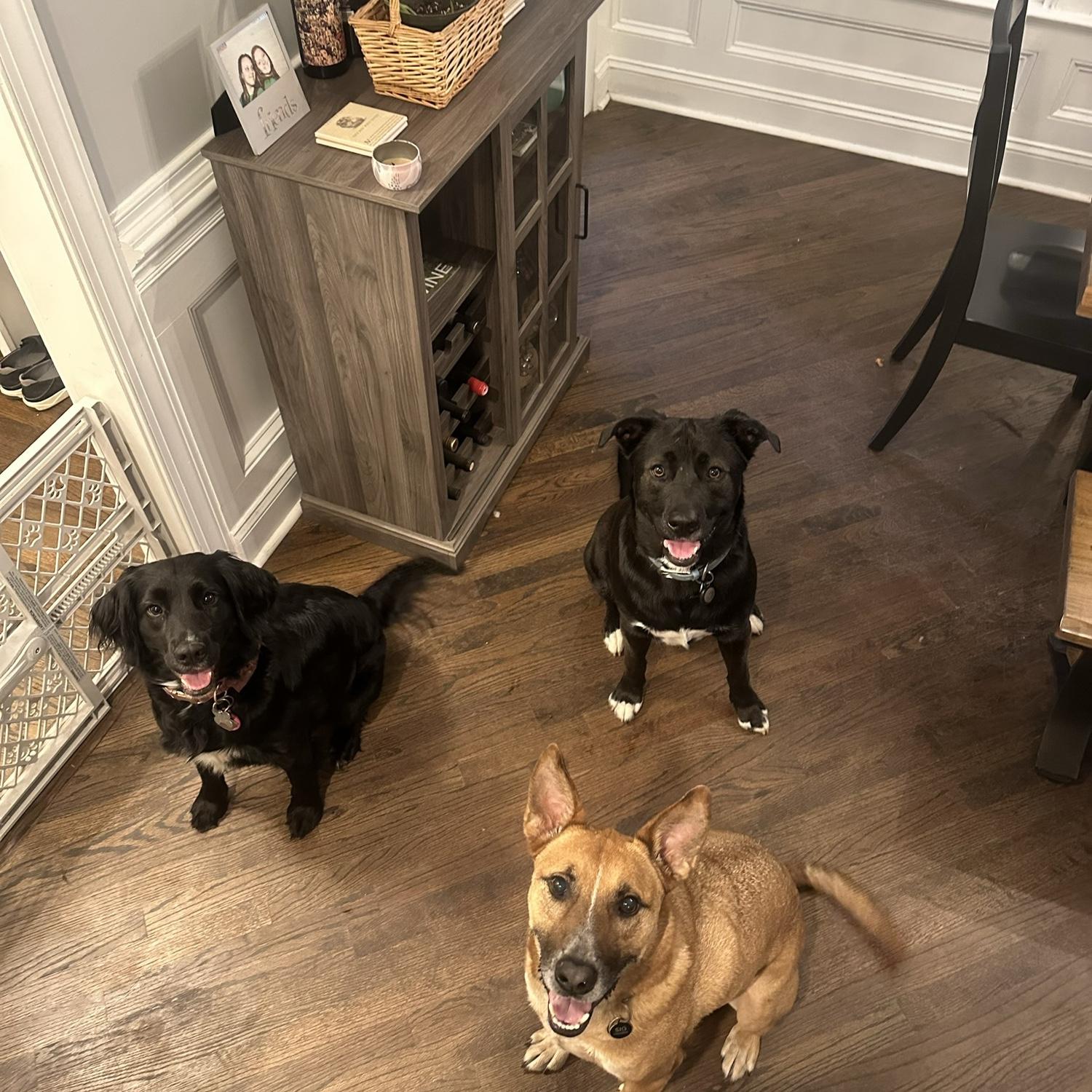 Our Dogs!
Maggie (Left), Murphy (Top) & Sig (Bottom)