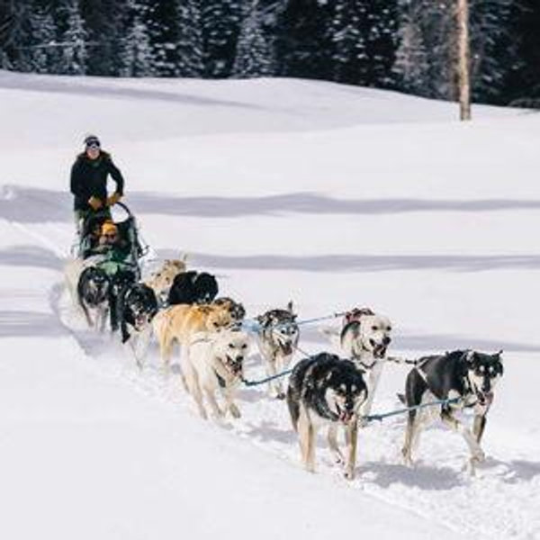 Dogsledding on our Honeymoon!