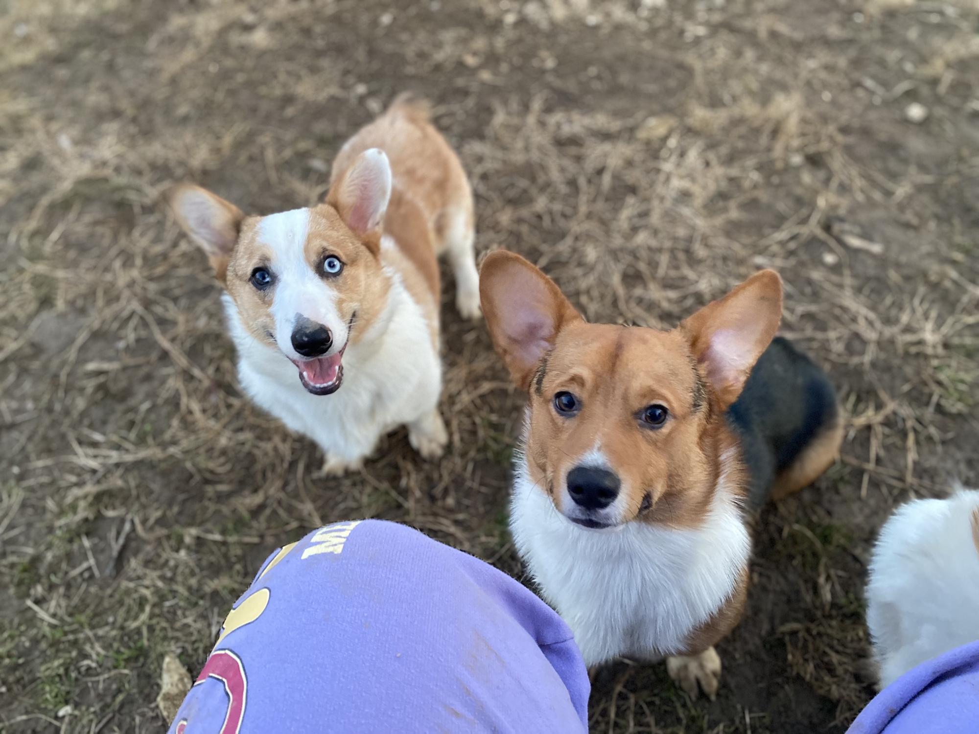 🐶💙Yeti And Archie🧡🐶 (Mommas Boys)