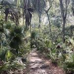 Ocala National Forest