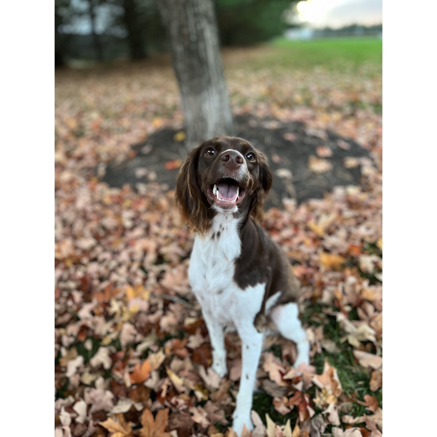 Meet Finley!