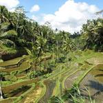 Tegallalang Rice Terrace