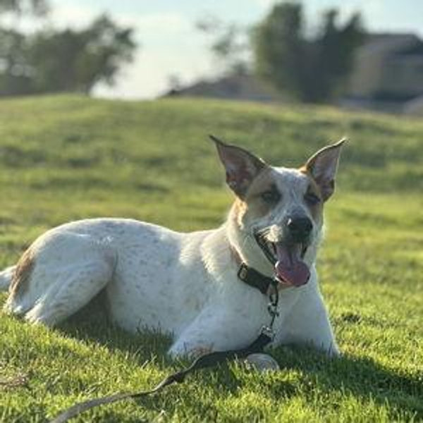 Pet Hotel For Kahi