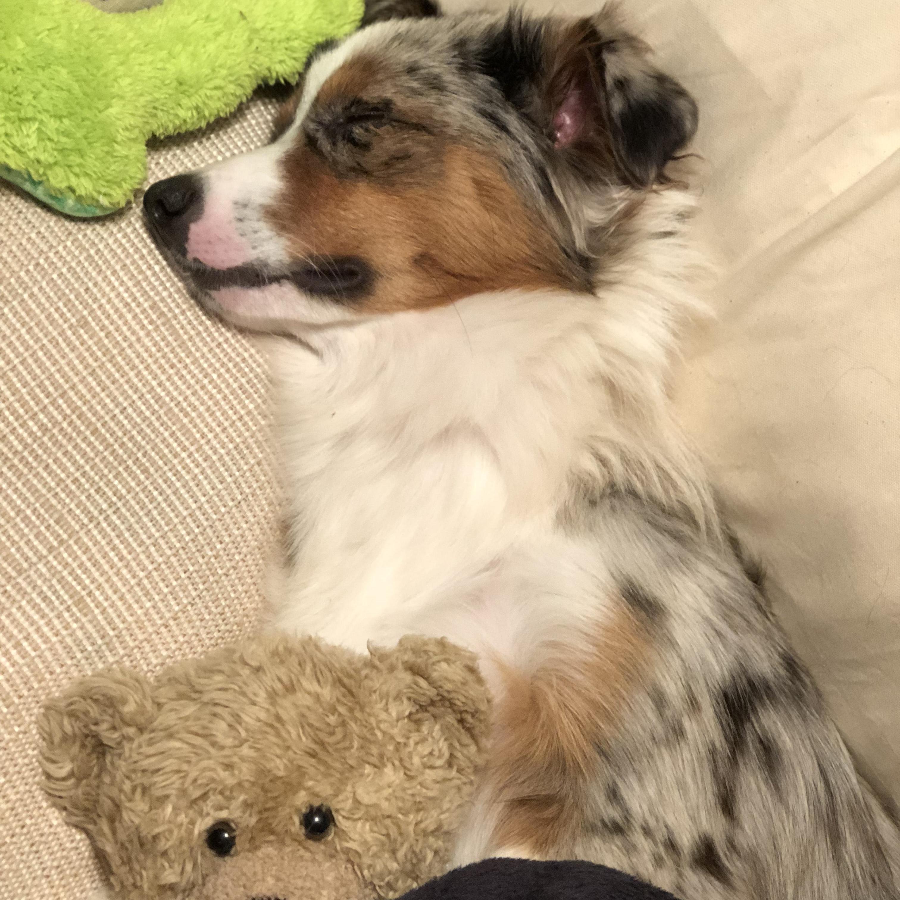 Tucker boy being an angel because he's asleep..