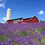 Lavender Hill Farm