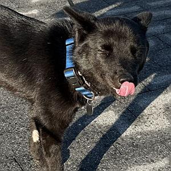Support Echo's treat supply