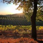 Boeger Winery
