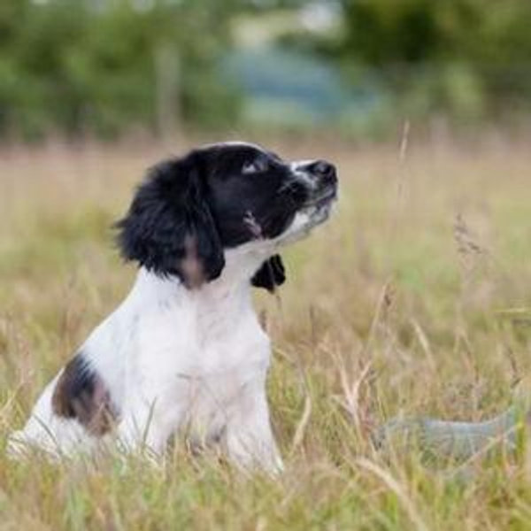 Future Dog Fund