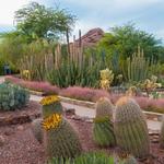 Desert Botanical Garden