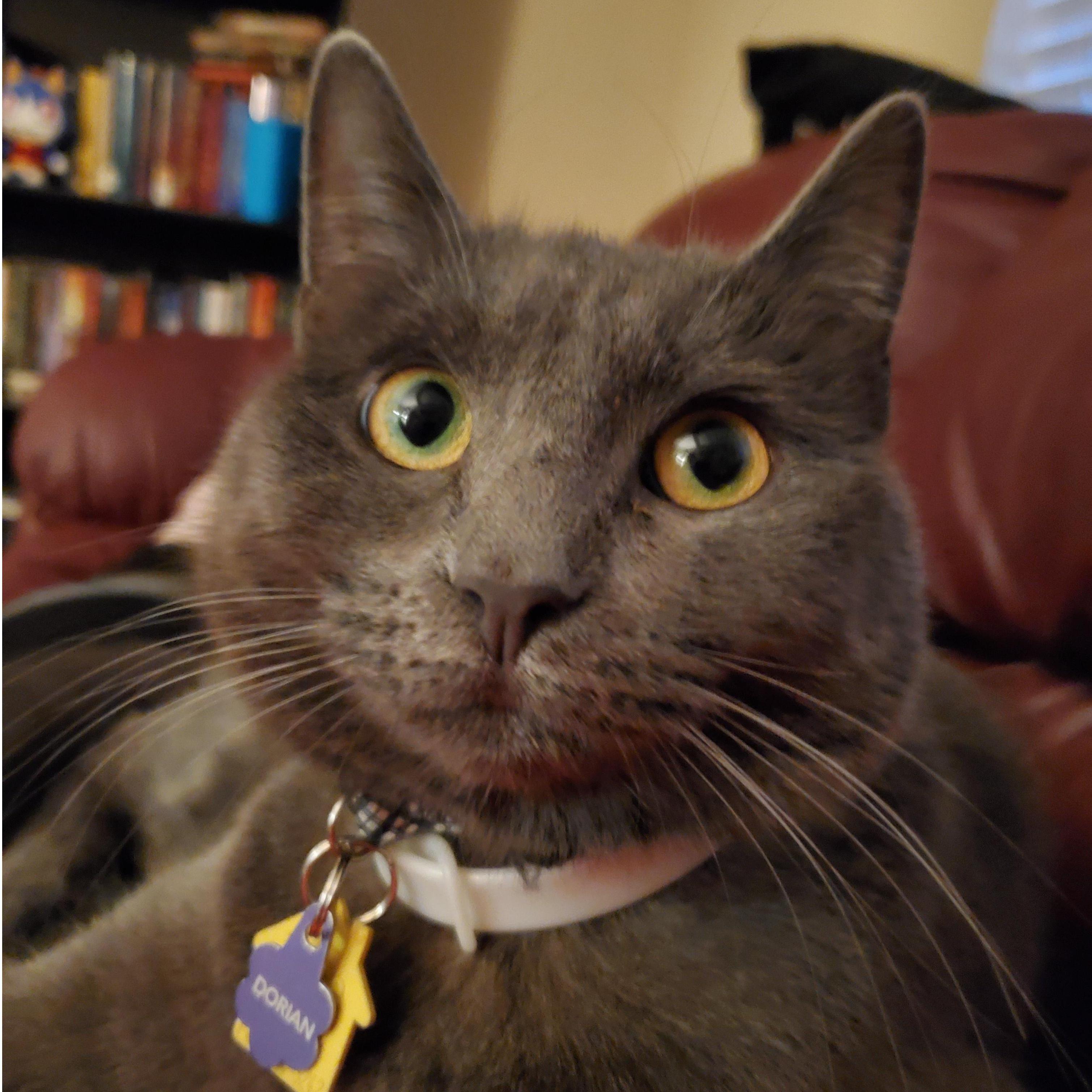 This is our youngest monster and he is full of mischievous energy. Definitely keeps us on our toes. His name is Dorian Gray!