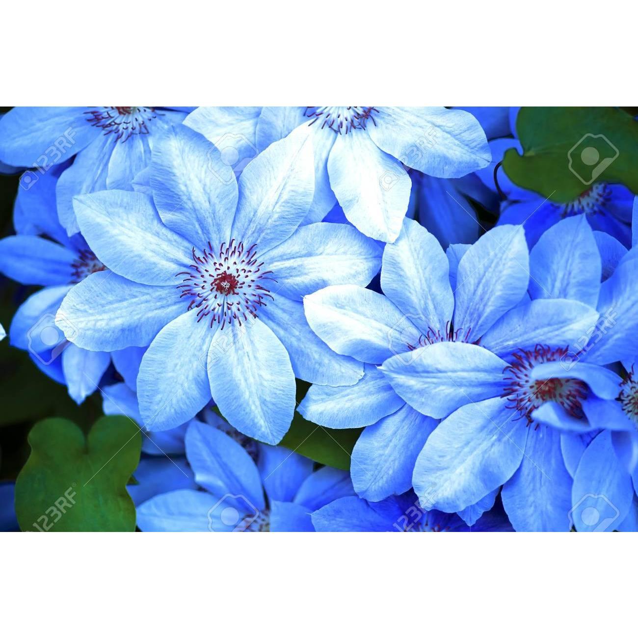 We love Blue Flowers/Blue Roses.