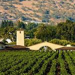 Robert Mondavi Winery - Red Drinkers