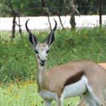 The Exotic Resort Zoo