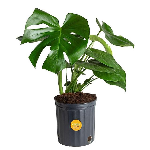 Costa Farms Monstera Live Indoor Houseplant, Low Light Easy Care Tropical Plant Potted in Nursery Pot, Housewarming, Decorations for Home, Office, and Room Decor, 2-3 Feet Tall