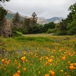 Santa Barbara Botanic Garden