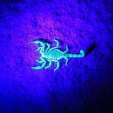 Scorpion Hunting with a Black Light