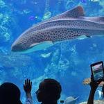 Aquarium of the Pacific