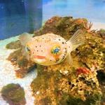 Alabama Aquarium at the Dauphin Island Sea Lab