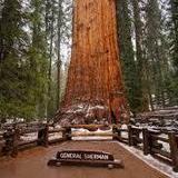 Sequoia National Park