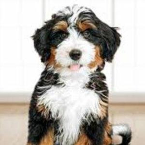 Get KK a Puppy