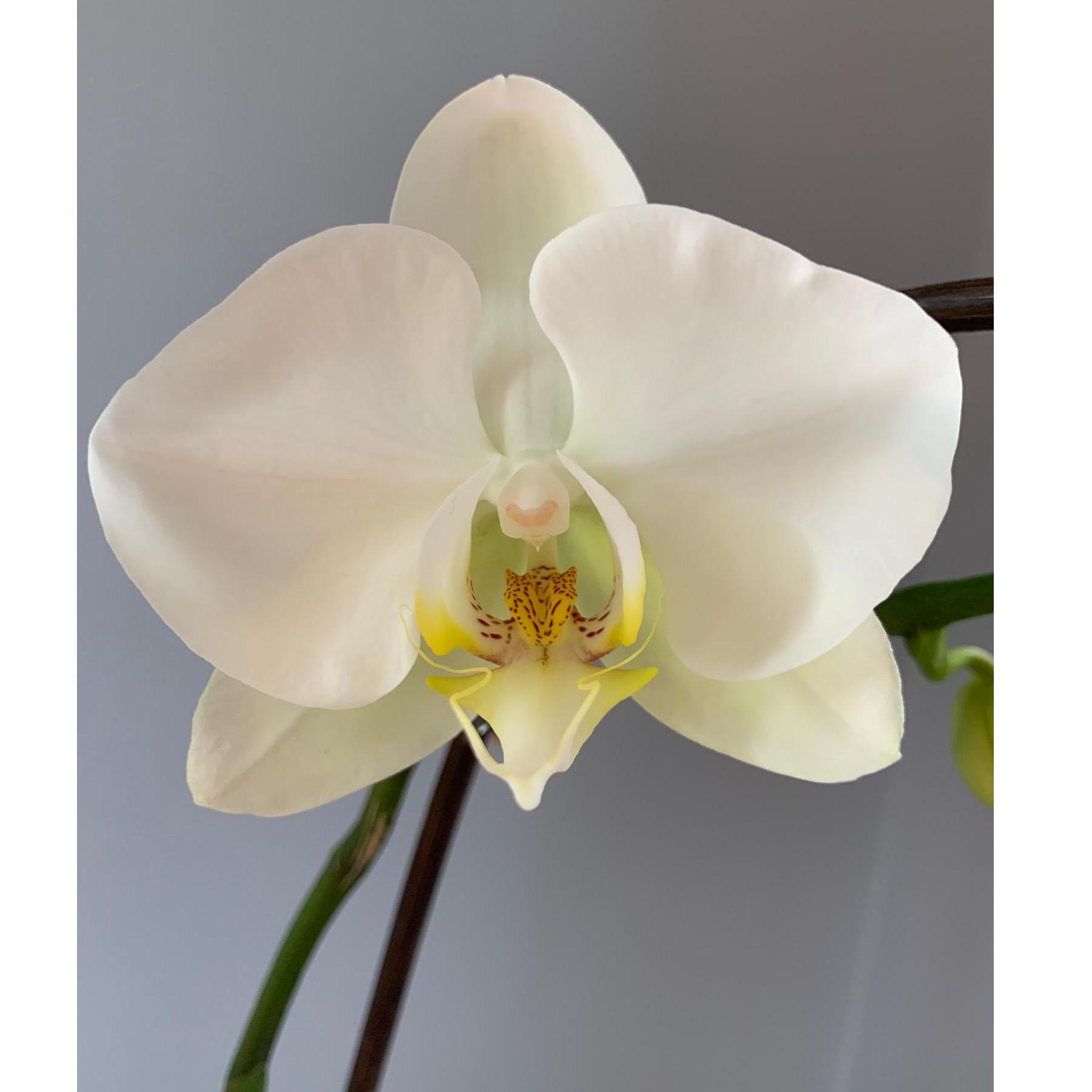 This orchid of mine was in bloom when we met. I have been gifted several more from Parker since then :)